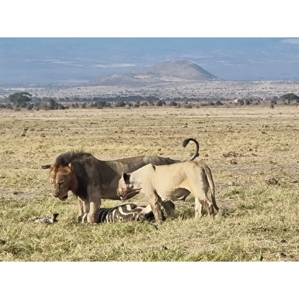 9 Days Tanzania Highlights Safari