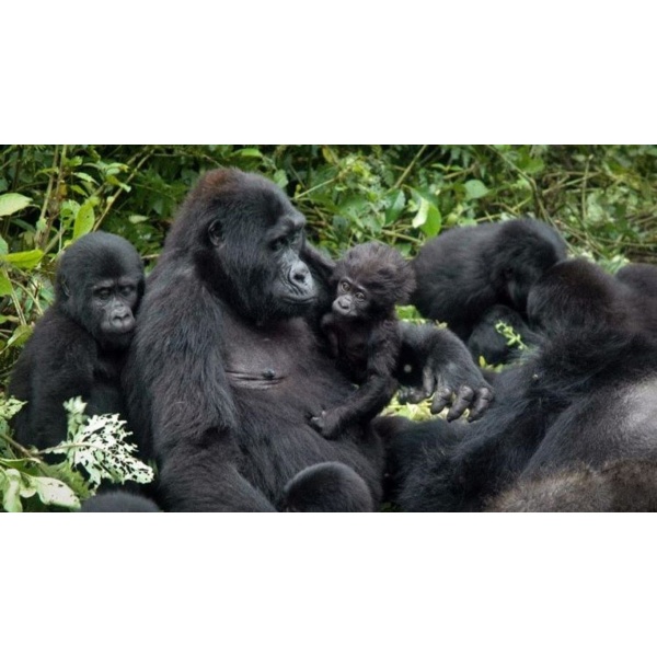 5 Days Gorilla trekking in Bwindi Uganda, from US$ 3,385 per person sharing.