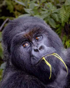 10 Days Big Five, Chimpanzees and Gorillas Trekking in Rwanda