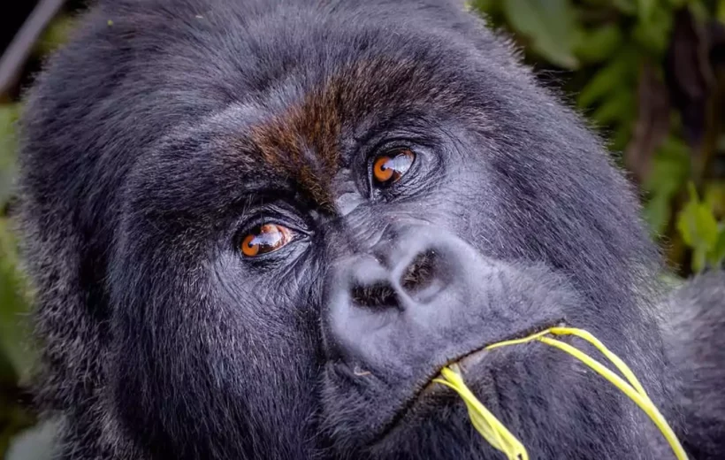 10 Days Big Five, Chimpanzees and Gorillas Trekking in Rwanda