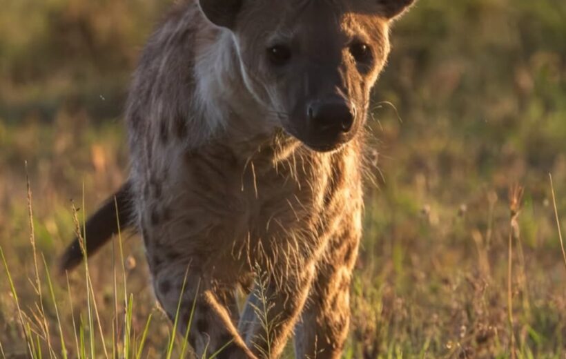 3 Days Amboseli Safari