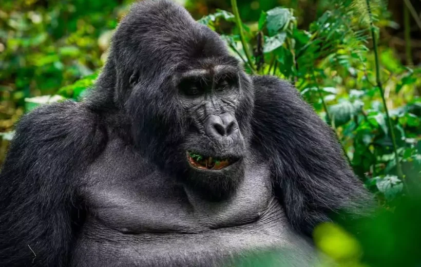 8 Days Rwanda Gorillas and Golden Monkey trekking Tour