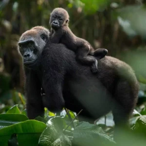 5 Days Gorilla trekking in Bwindi Uganda