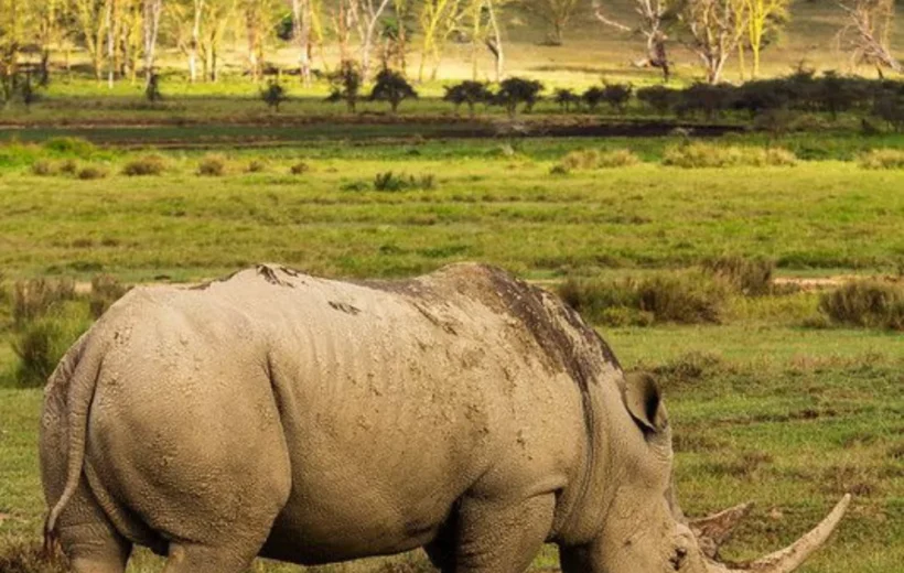 1 Day Lake Nakuru safari